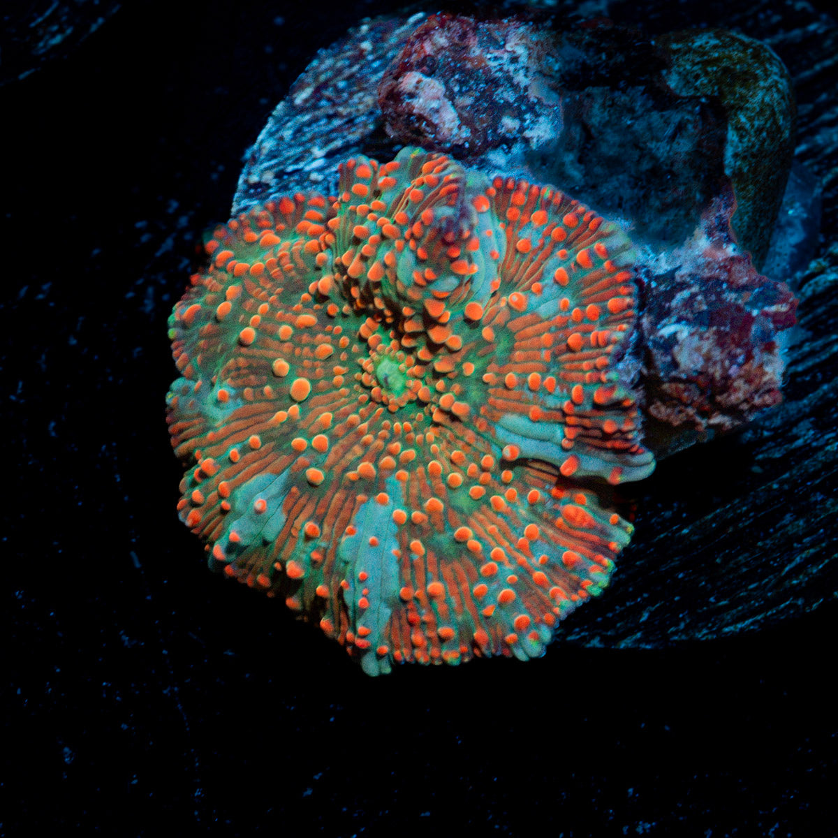 Lava Flow Mushroom Coral with distinctive mushroom disc in reef aquarium