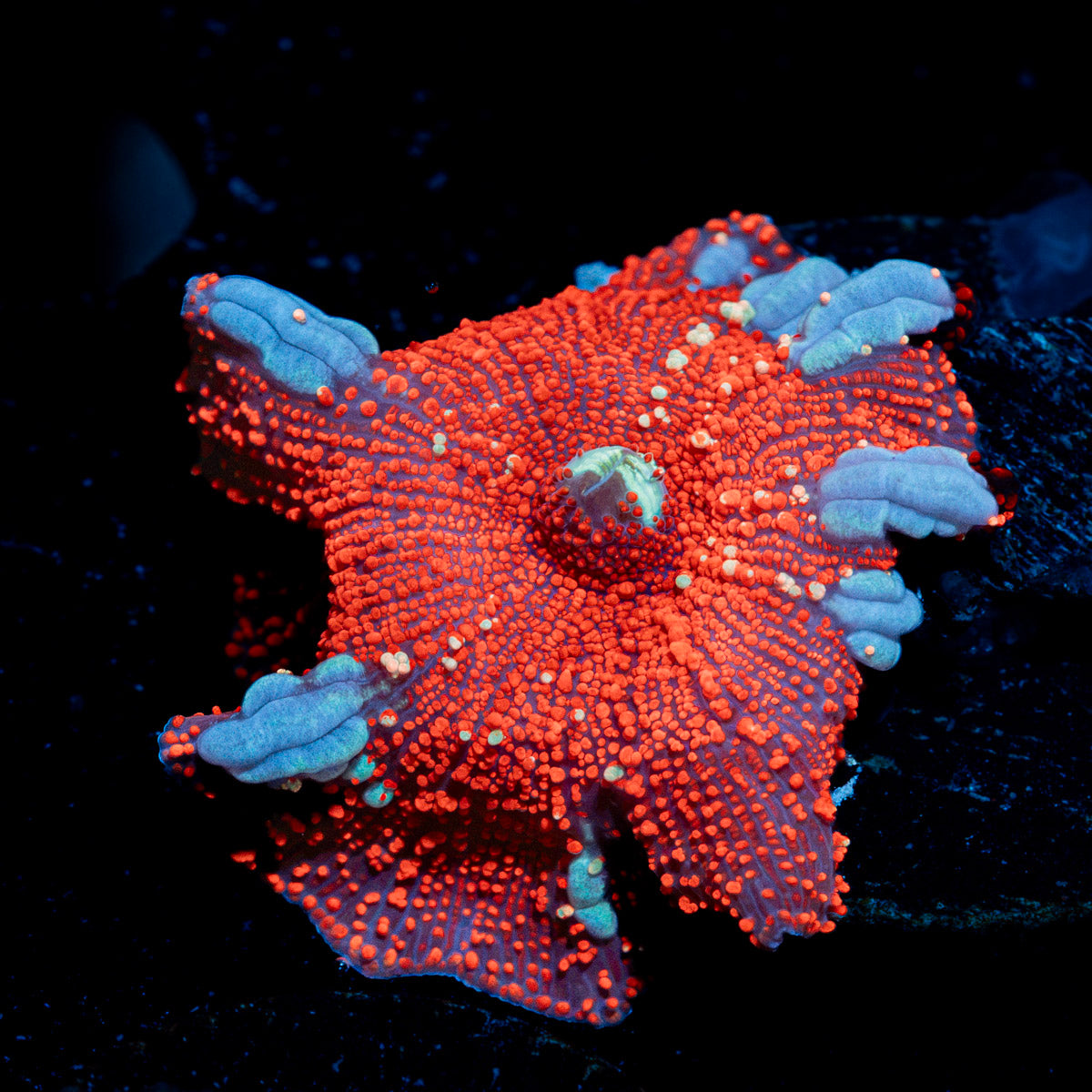 CheeseCake Mushroom Coral with mushroom disc in reef aquarium