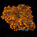 Bright orange TSA Sunbeam Yuma mushroom coral in reef aquarium