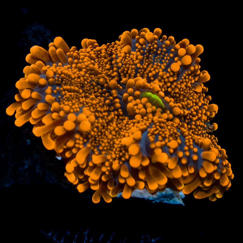 Bright orange TSA Sunbeam Yuma mushroom coral in reef aquarium