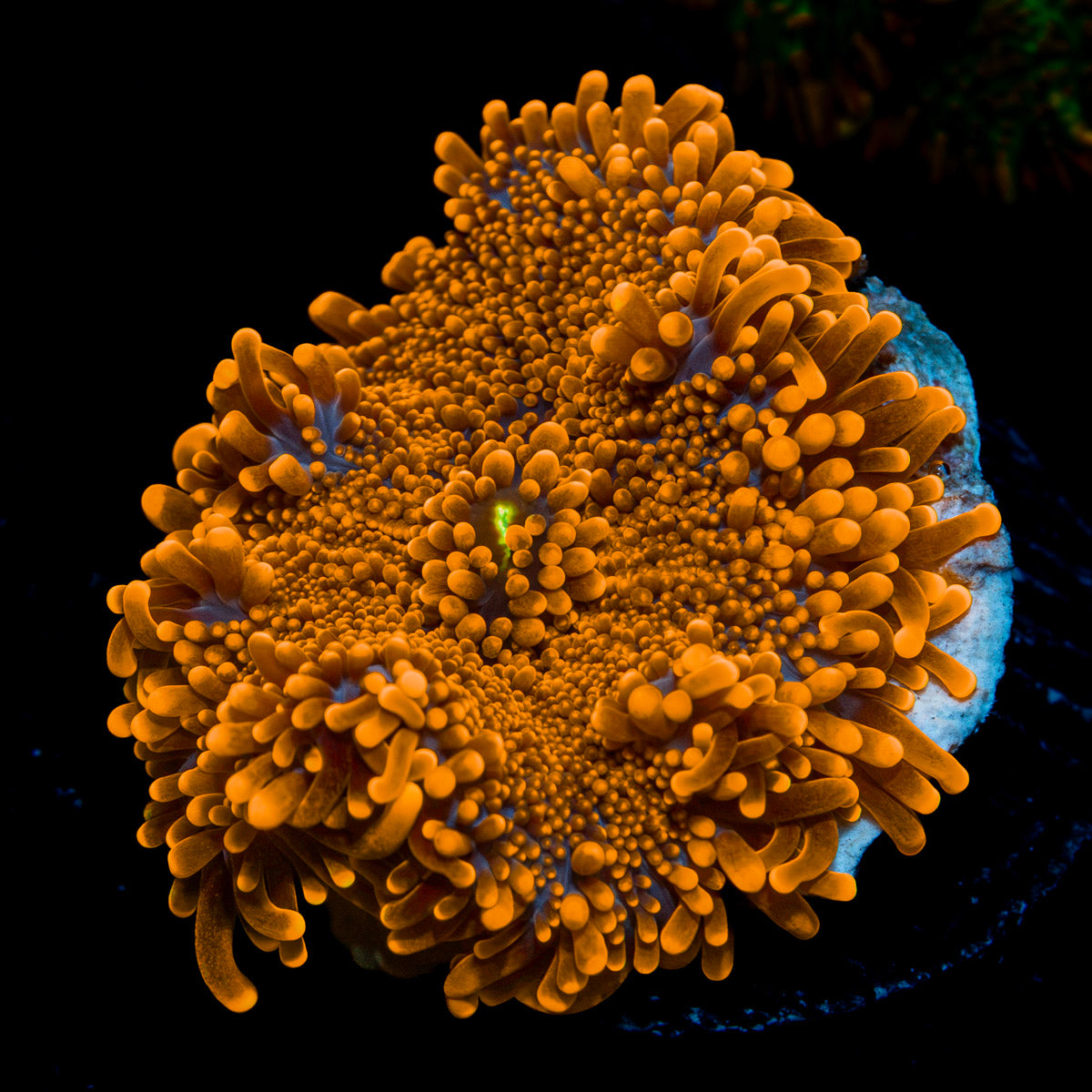 Bright orange TSA Sunbeam Yuma mushroom coral in reef aquarium