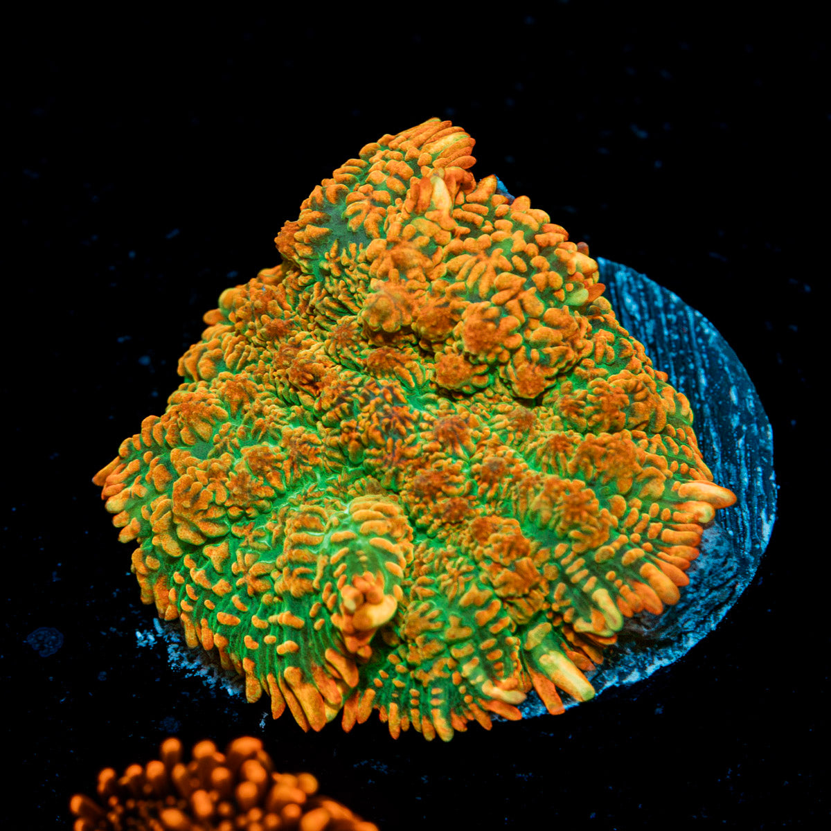 Tequila Sunrise Mushroom Coral with mushroom disc in reef aquarium