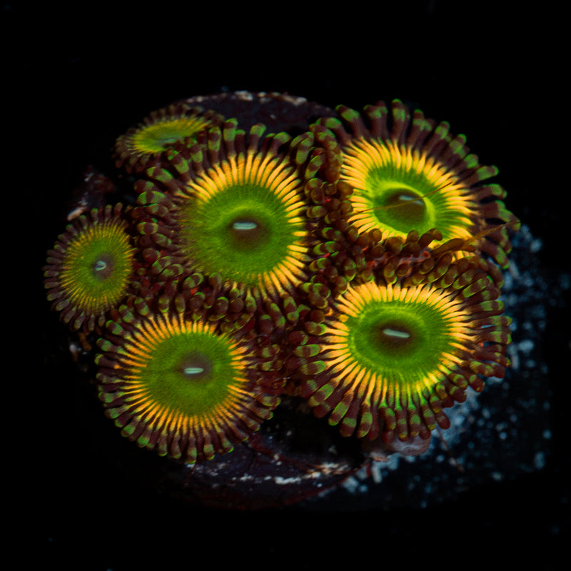 Peach Tea Zoanthid Coral with colony growth in reef aquarium