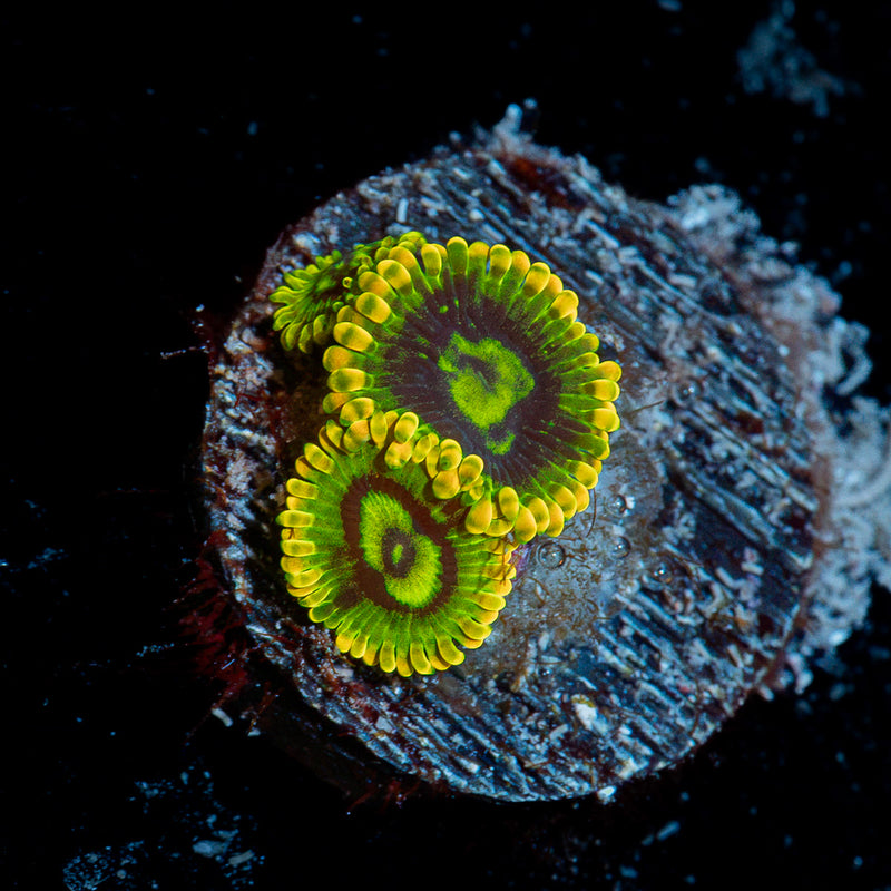 Rainbow Yoda Zoanthid Coral colony growth in reef aquarium