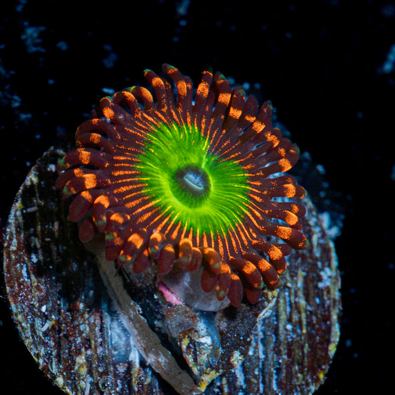 Candy Apple Red Zoanthid Coral colony growth in reef aquarium