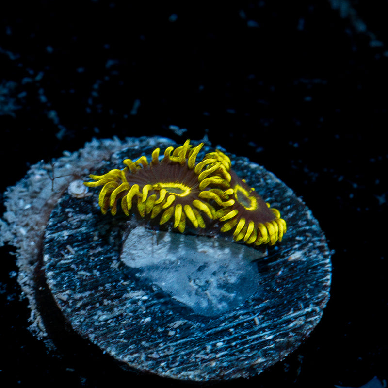Blue Jay Zoanthid Coral with colony growth in reef aquarium
