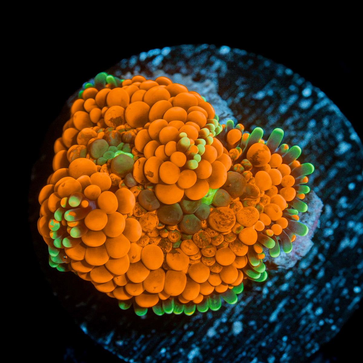 Bright Orange Ricordea Mushroom Coral with mushroom disc in reef aquarium