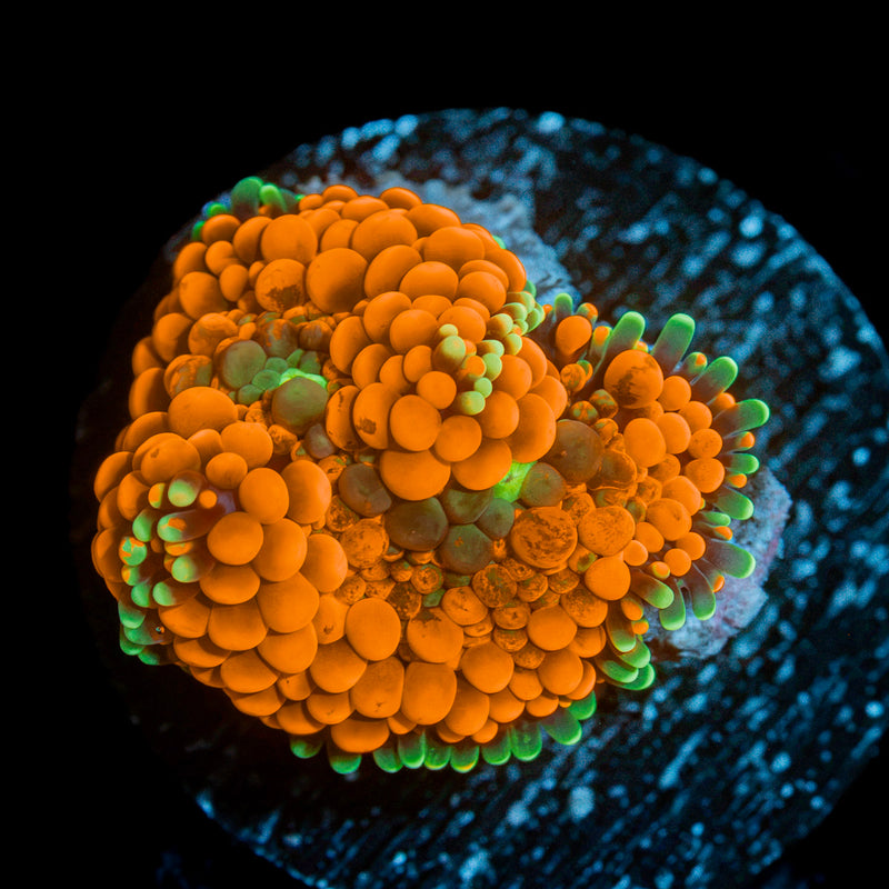 Bright Orange Ricordea Mushroom Coral with mushroom disc in reef aquarium