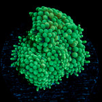 Green Ricordea mushroom coral with mushroom disc in reef aquarium