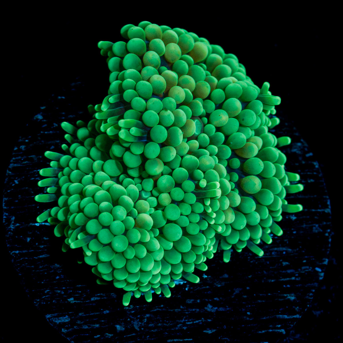 Green Ricordea mushroom coral with mushroom disc in reef aquarium