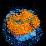 Bright Orange Ricordea Mushroom Coral with vibrant mushroom disc in reef aquarium