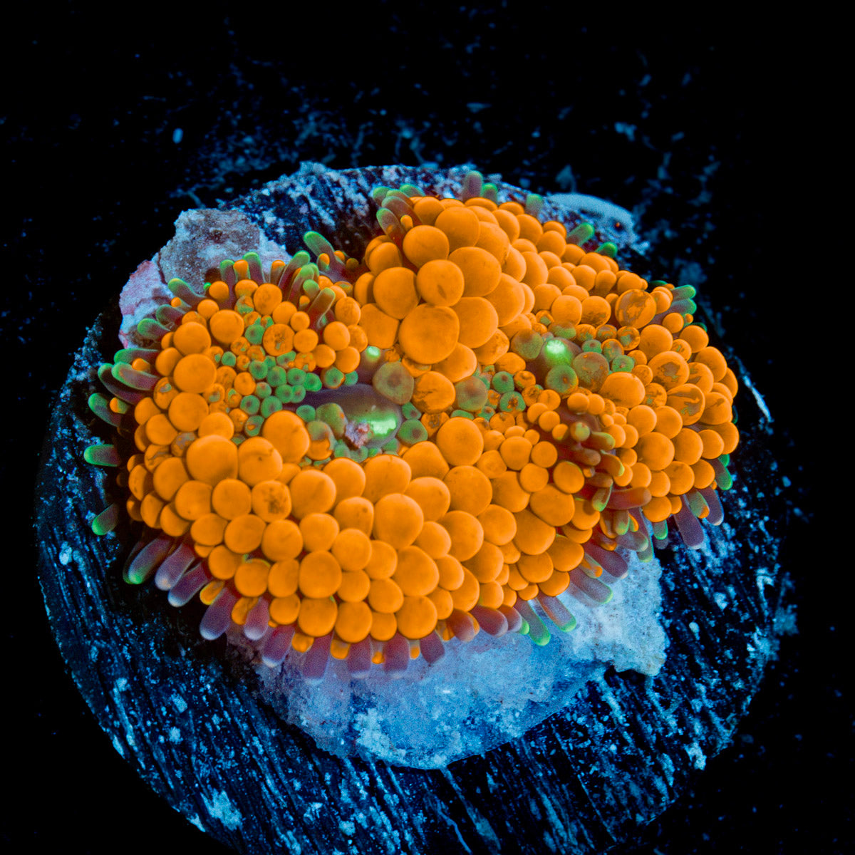 Bright Orange Ricordea Mushroom Coral with vibrant mushroom disc in reef aquarium