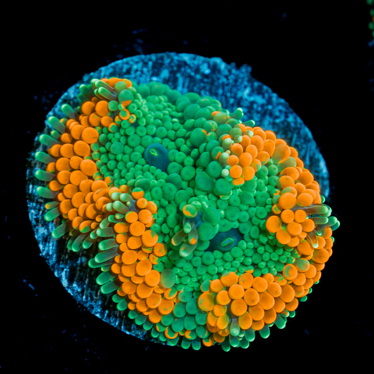Bright Orange Ricordea Mushroom Coral with mushroom disc in reef aquarium