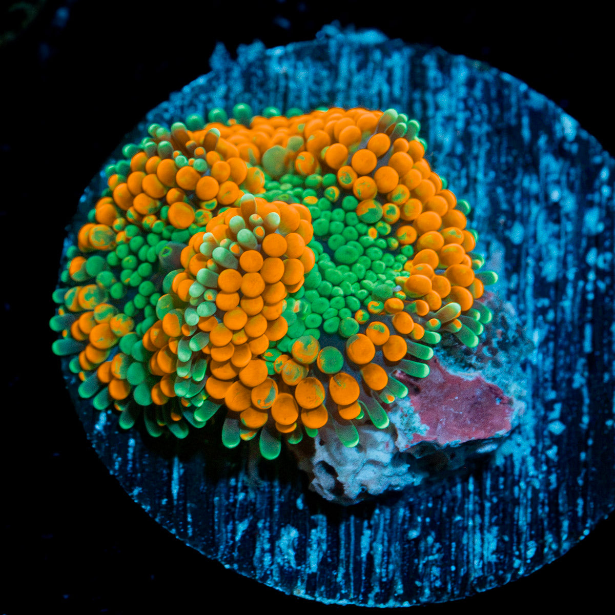 Bright Orange Ricordea Mushroom Coral with mushroom disc in reef aquarium