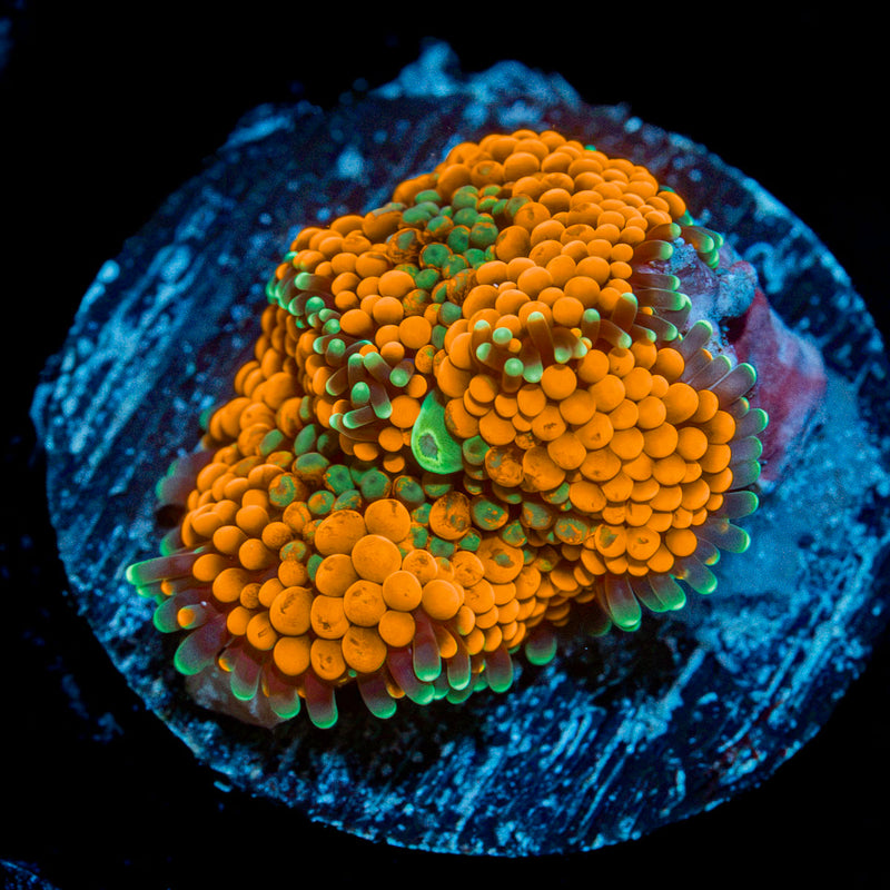 Bright Orange Ricordea Mushroom Coral with mushroom disc in reef aquarium