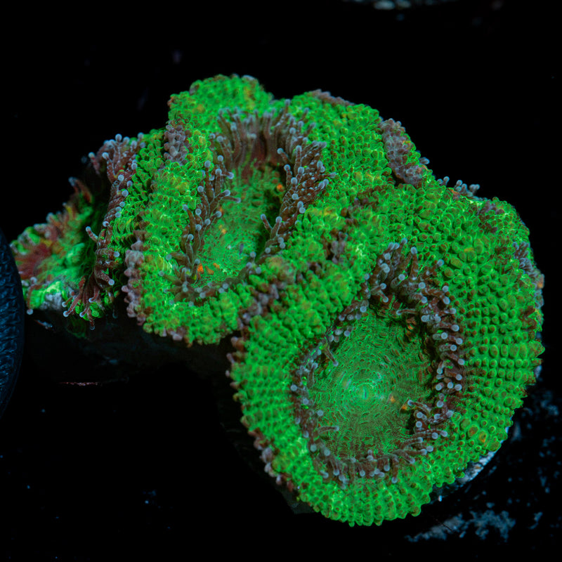 Acan Coral with fleshy polyps in reef aquarium