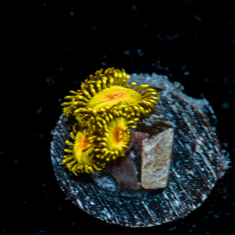 Tutti Fruity Zoanthid Coral with colony growth in reef aquarium