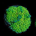 Green Ricordea mushroom coral with distinctive mushroom disc in reef aquarium