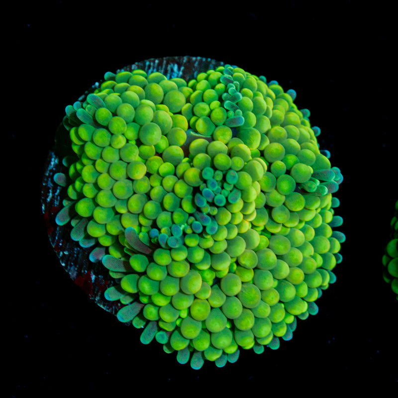 Green Ricordea mushroom coral with distinctive mushroom disc in reef aquarium