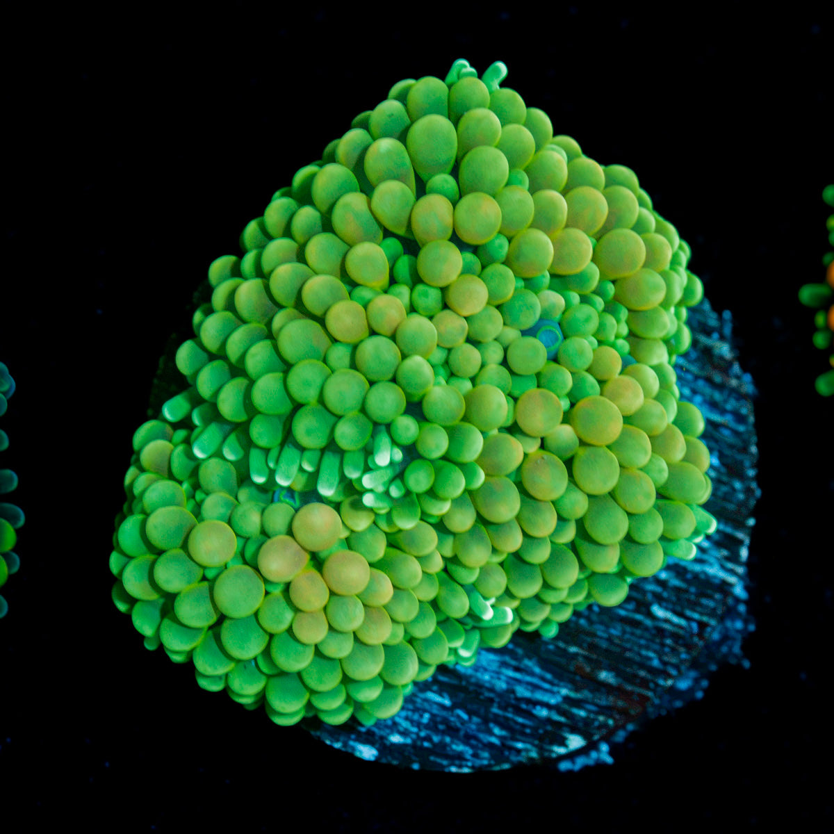 Green Ricordea mushroom coral with mushroom disc in reef aquarium