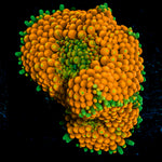 Bright Orange Ricordea Mushroom Coral with mushroom disc in reef aquarium