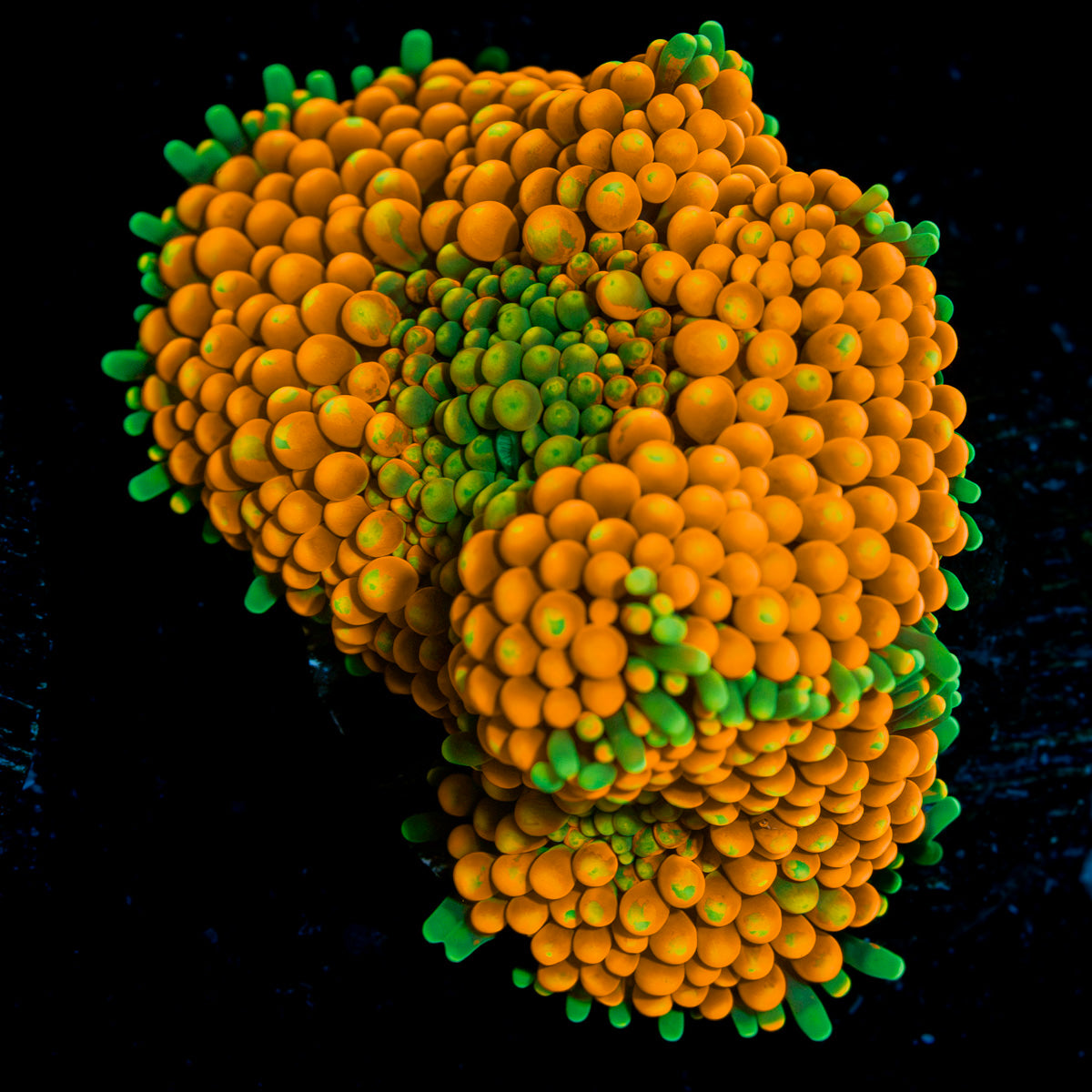 Bright Orange Ricordea Mushroom Coral with mushroom disc in reef aquarium