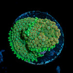 Green Ricordea mushroom coral with mushroom disc in reef aquarium