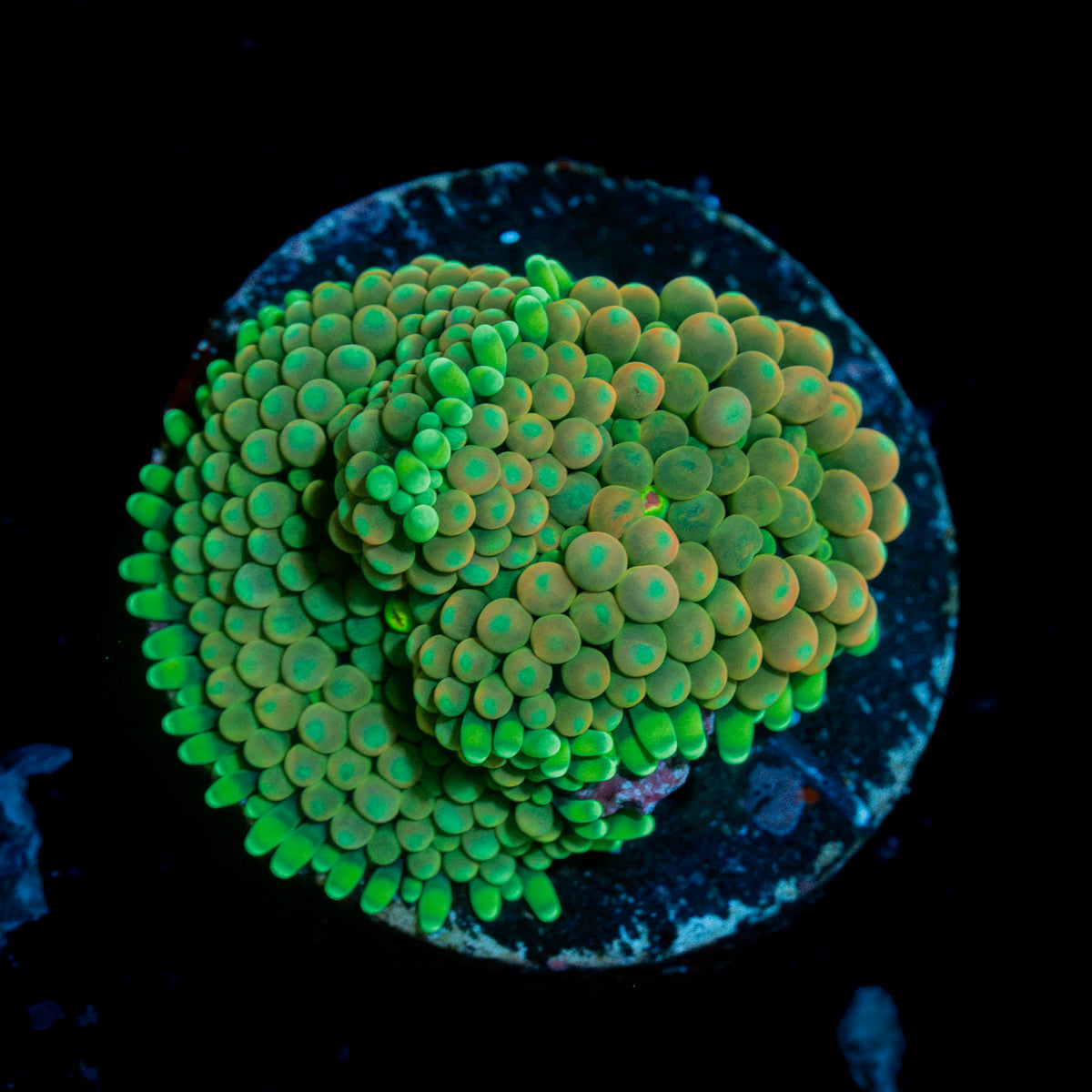 Green Ricordea mushroom coral with mushroom disc in reef aquarium