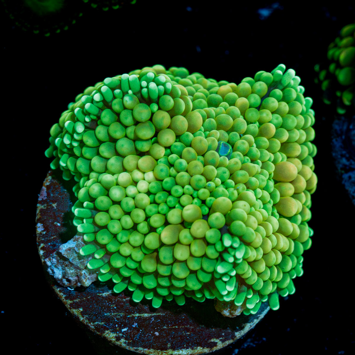 Green Ricordea mushroom coral with distinctive mushroom disc in reef aquarium