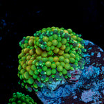 Green Ricordea mushroom coral with mushroom disc in reef aquarium