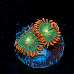 Blueberry Yum Yum zoanthid coral colony growth in reef aquarium