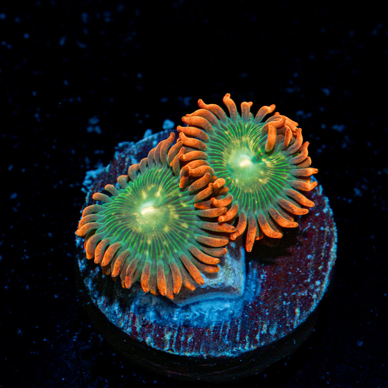 Blueberry Yum Yum zoanthid coral colony growth in reef aquarium