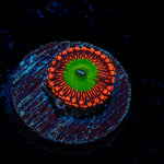 Candy Apple Red Zoanthid Coral colony growth in reef aquarium