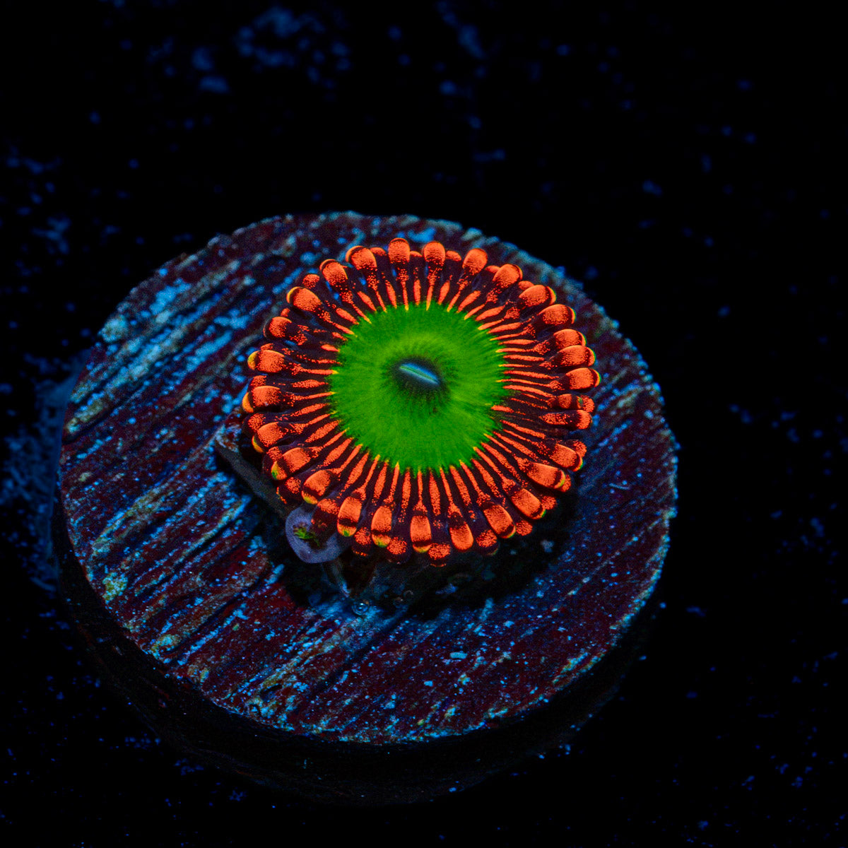Candy Apple Red Zoanthid Coral colony growth in reef aquarium