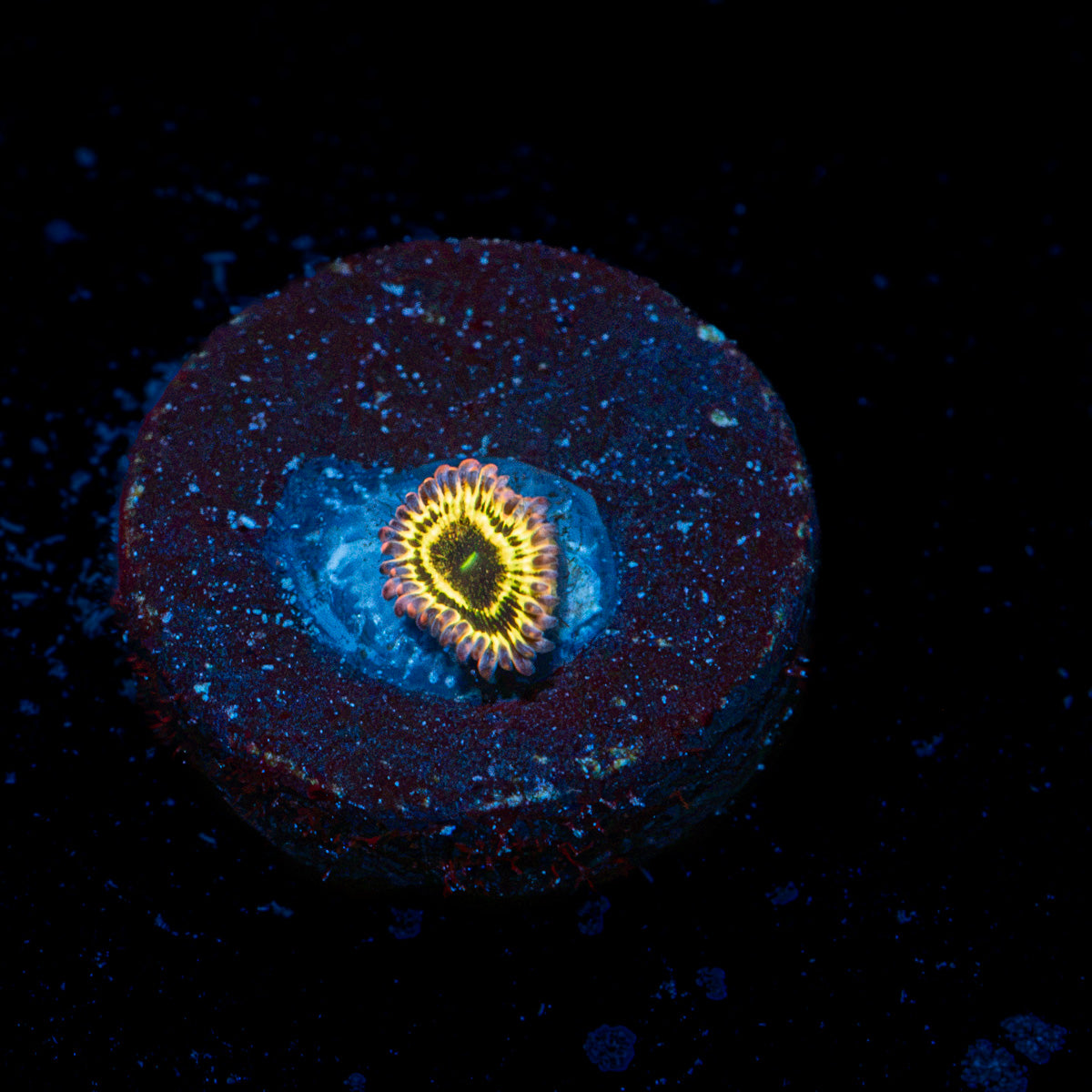 Stratosphere zoanthid coral colony growth in reef aquarium