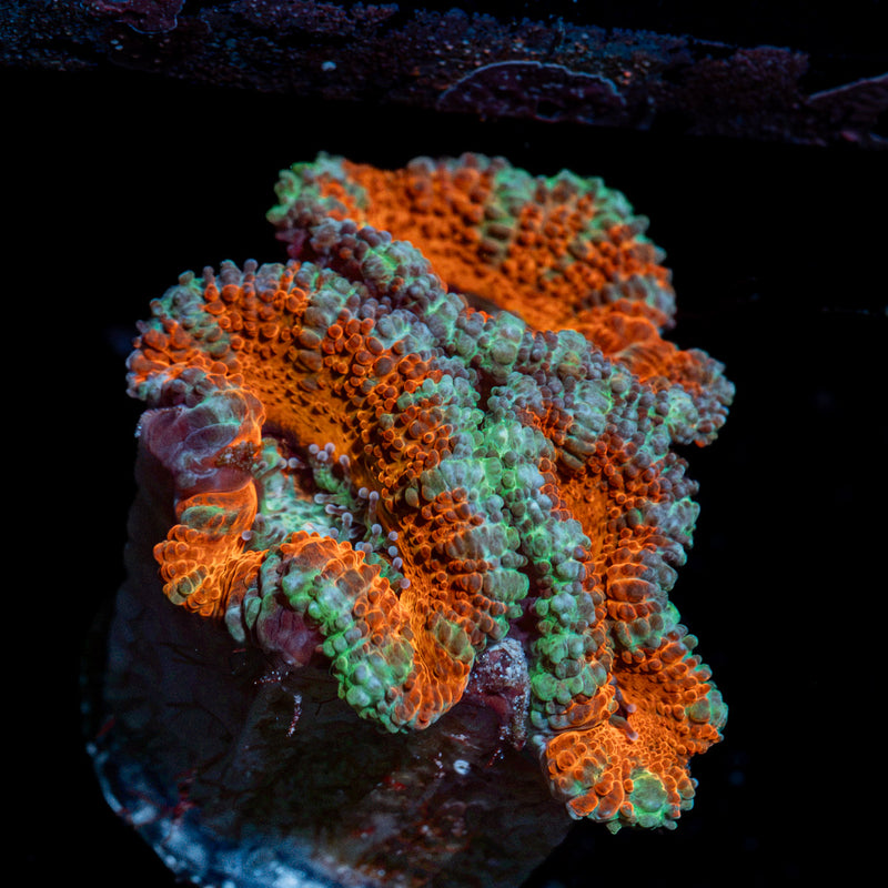 Acan Coral with fleshy polyps in reef aquarium