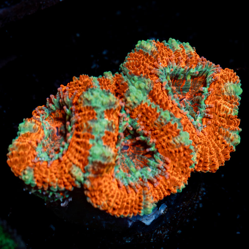 Acan Coral with fleshy polyps in reef aquarium