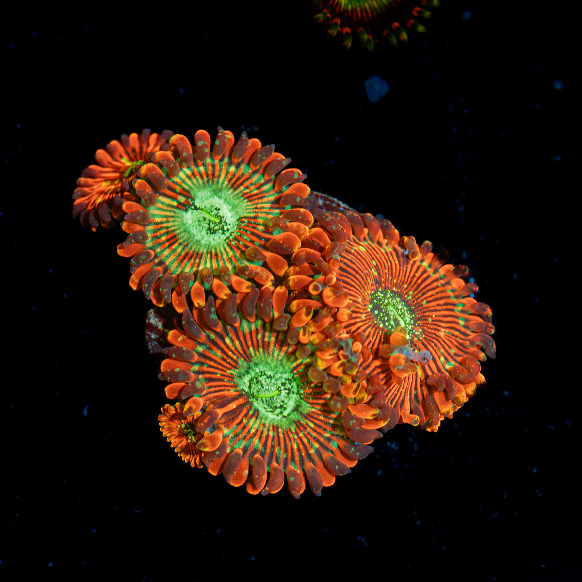 Dark Magician Zoanthid Coral colony growth in reef aquarium