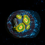 Rasta Zoanthid Coral colony growth in reef aquarium
