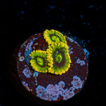 Rainbow Yoda's Zoanthid colony growth in reef aquarium