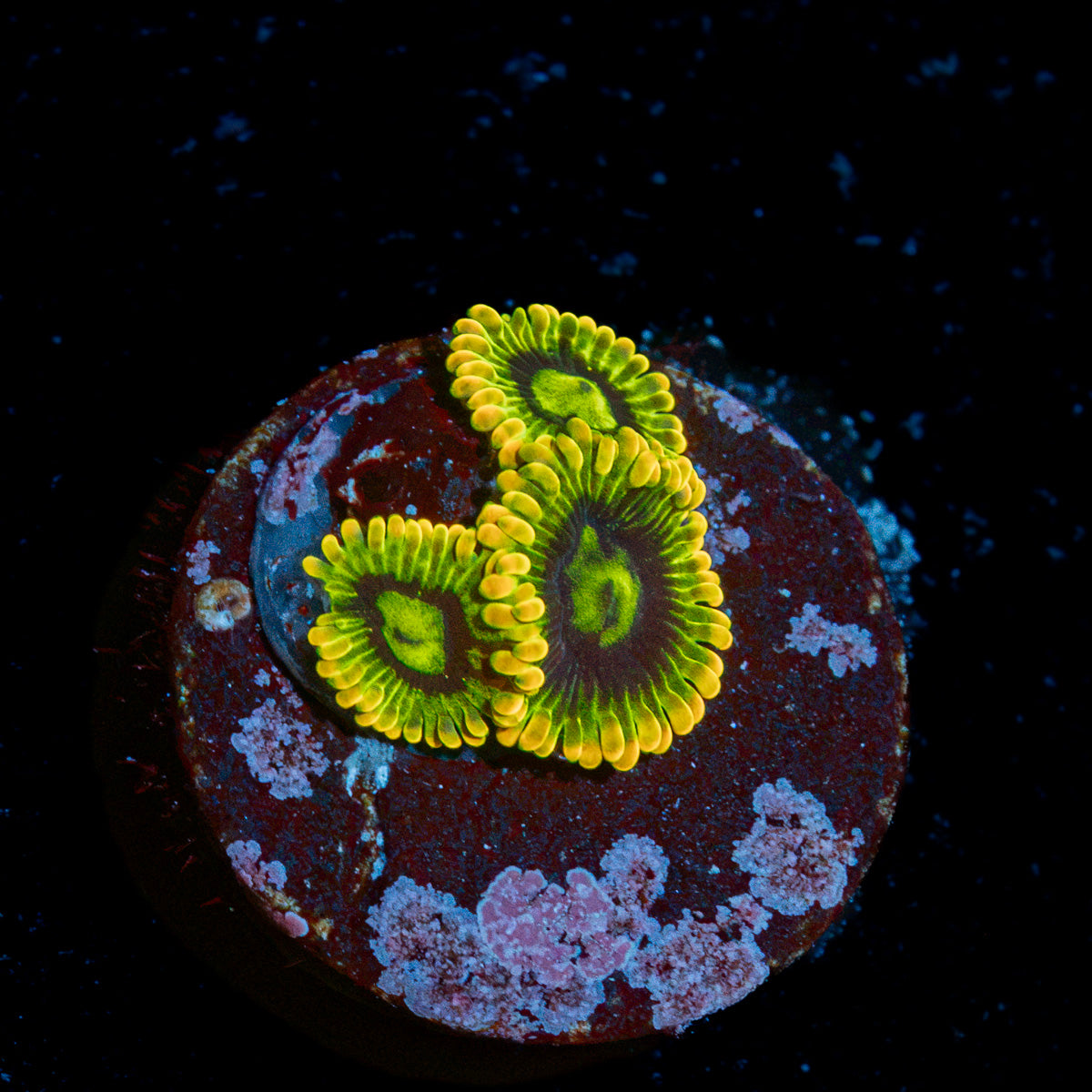 Rainbow Yoda's Zoanthid colony growth in reef aquarium