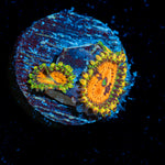 Piranha Plants Zoanthid Coral colony growth in reef aquarium
