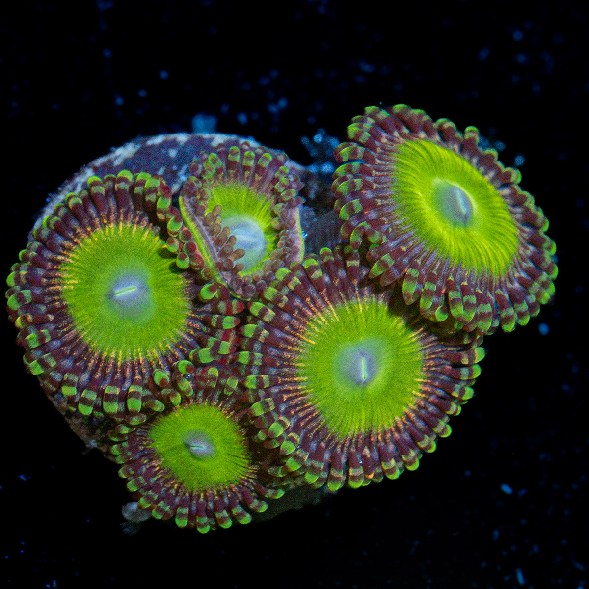 Candy Apple Green Zoanthid Coral colony growth in reef aquarium