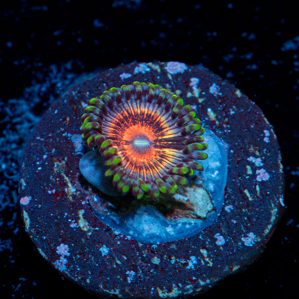 Valkarys Zoanthid Coral colony growth in reef aquarium