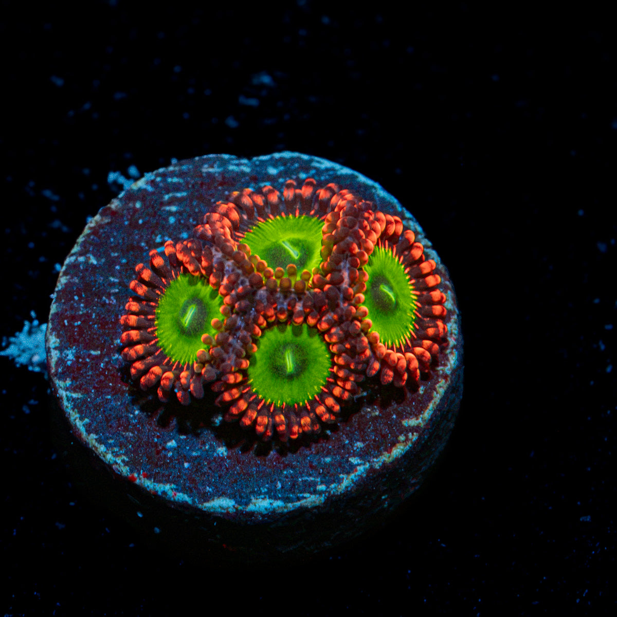Candy Apple Red Zoanthid Coral colony growth in reef aquarium
