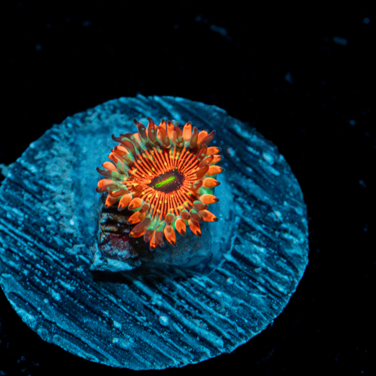 Seduction Zoanthid Coral with colony growth in reef aquarium