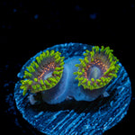 Psychosis Zoanthid Coral with colony growth in reef aquarium