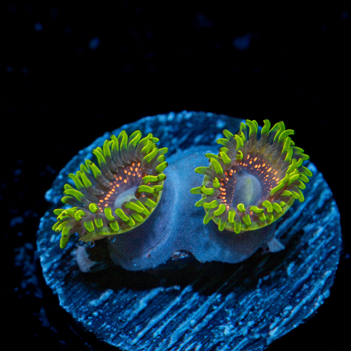 Psychosis Zoanthid Coral with colony growth in reef aquarium
