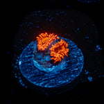 Utter Chaos Zoanthid Coral colony growth in reef aquarium