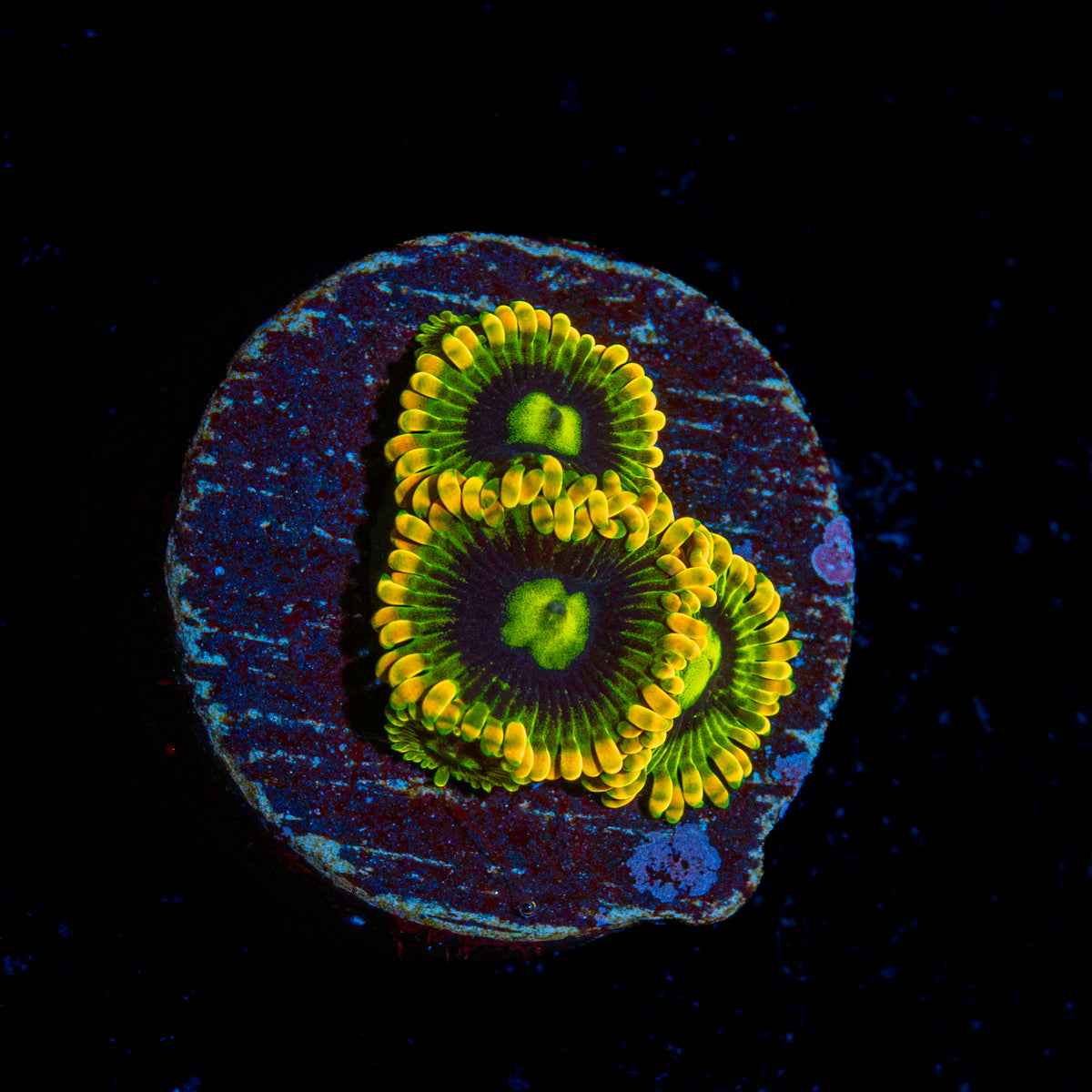 Rainbow Yoda's Zoanthid colony growth in reef aquarium